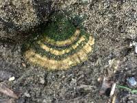 Trametes versicolor image