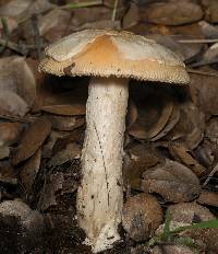 Amanita velosa image