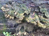 Trametes versicolor image