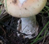 Amanita velosa image