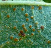 Puccinia malvacearum image