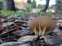 Helvella acetabulum image