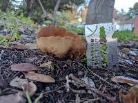 Helvella acetabulum image