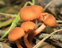 Laccaria laccata image