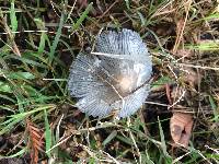 Coprinopsis lagopus image