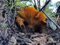 Cantharellus californicus image