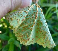 Puccinia malvacearum image