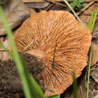 Lactarius xanthogalactus image