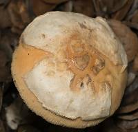 Amanita velosa image