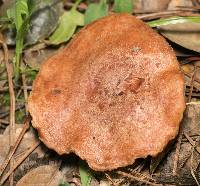 Lactarius xanthogalactus image