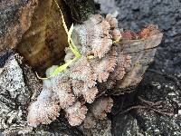 Schizophyllum commune image