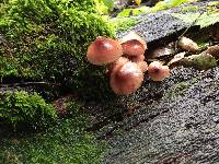 Mycena haematopus image