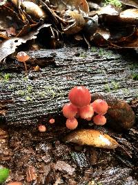 Mycena haematopus image