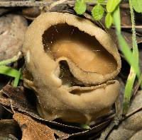 Helvella acetabulum image