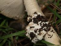 Amanita velosa image