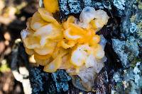 Tremella aurantia image