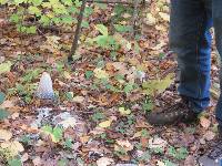 Coprinus comatus image