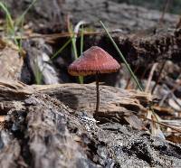 Marasmius plicatulus image