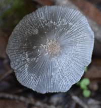 Coprinopsis lagopus image