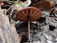 Marasmius plicatulus image