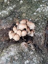 Coprinellus micaceus image