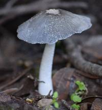 Coprinopsis lagopus image