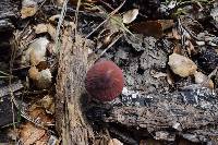 Marasmius plicatulus image