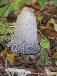 Coprinus comatus image