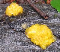 Tremella aurantia image