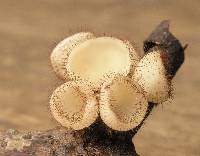 Cookeina tricholoma image