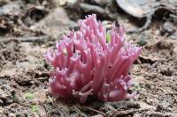 Clavaria zollingeri image