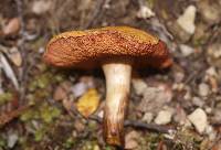 Chalciporus aurantiacus image