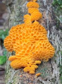 Favolaschia calocera image