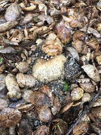 Amanita pantherina image