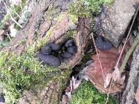 Xylaria polymorpha image