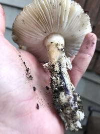 Amanita pantherina image