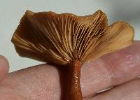 Lactarius rubidus image