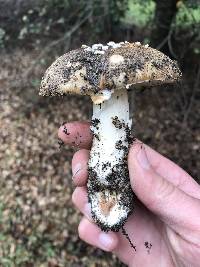 Amanita pantherina image