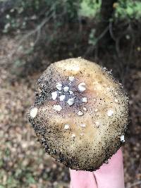 Amanita pantherina image