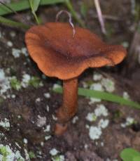 Lactarius rubidus image