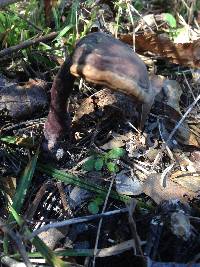 Ganoderma curtisii image