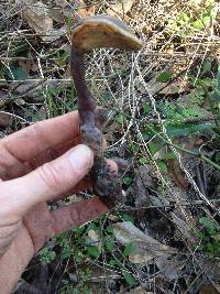 Ganoderma curtisii image