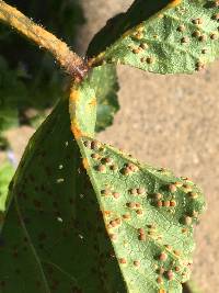 Puccinia malvacearum image