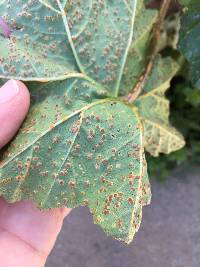 Puccinia malvacearum image