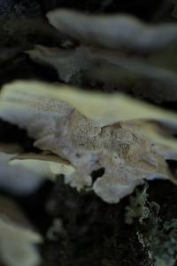 Trametes versicolor image