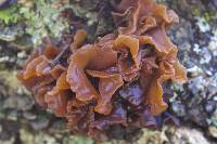 Tremella foliacea image