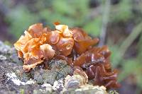 Tremella foliacea image