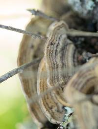 Trametes versicolor image