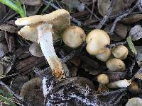 Agrocybe praecox image