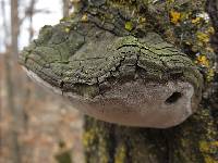 Phellinus tremulae image